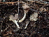  ( - FDS-CA-03277)  @11 [ ] by (2024) Justin Paulin Fungal Diversity Survey