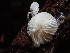  ( - FDS-CA-03282)  @11 [ ] by (2024) Justin Paulin Fungal Diversity Survey