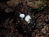  ( - FDS-CA-03282)  @11 [ ] by (2024) Justin Paulin Fungal Diversity Survey