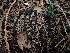  ( - FDS-CA-03285)  @11 [ ] by (2024) Justin Paulin Fungal Diversity Survey