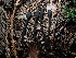  ( - FDS-CA-03285)  @11 [ ] by (2024) Justin Paulin Fungal Diversity Survey