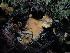  ( - FDS-CA-03286)  @11 [ ] by (2024) Justin Paulin Fungal Diversity Survey
