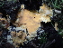 ( - FDS-CA-03286)  @11 [ ] by (2024) Justin Paulin Fungal Diversity Survey