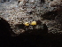  ( - FDS-CA-03293)  @11 [ ] by (2024) Justin Paulin Fungal Diversity Survey