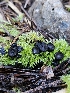  ( - FDS-CA-02259)  @11 [ ] by (2024) Mandy Hackney Fungal Diversity Survey