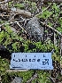  ( - FDS-CA-02259)  @11 [ ] by (2024) Mandy Hackney Fungal Diversity Survey