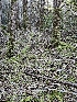  ( - FDS-CA-02259)  @11 [ ] by (2024) Mandy Hackney Fungal Diversity Survey