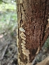  ( - FDS-CA-02272)  @11 [ ] by (2024) Mandy Hackney Fungal Diversity Survey