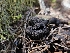  (Plectania - FDS-CA-02271)  @11 [ ] by (2024) Mandy Hackney Fungal Diversity Survey