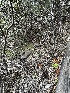  ( - FDS-CA-04298)  @11 [ ] by-nc (2024) Aaron Tupac Fungal Diversity Survey