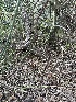  ( - FDS-CA-04295)  @11 [ ] by-nc (2024) Aaron Tupac Fungal Diversity Survey