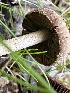  ( - FDS-CA-04295)  @11 [ ] by-nc (2024) Aaron Tupac Fungal Diversity Survey