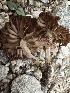  ( - FDS-CA-04310)  @11 [ ] by-nc (2024) Aaron Tupac Fungal Diversity Survey