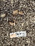  ( - FDS-CA-04310)  @11 [ ] by-nc (2024) Aaron Tupac Fungal Diversity Survey