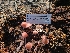  ( - FDS-CA-03499)  @11 [ ] by-nc (2024) Fresno Mycology Society Fungal Diversity Survey