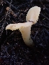  ( - FDS-CA-02132)  @11 [ ] by (2024) Mandy Hackney Fungal Diversity Survey