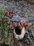  (Gyromitra splendida - FDS-CA-02276)  @11 [ ] by (2024) Mandy Hackney Fungal Diversity Survey
