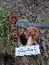  ( - FDS-CA-02276)  @11 [ ] by (2024) Mandy Hackney Fungal Diversity Survey