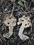  ( - FDS-CA-02276)  @11 [ ] by (2024) Mandy Hackney Fungal Diversity Survey