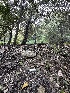  ( - FDS-CA-04410)  @11 [ ] by-nc (2024) Aaron Tupac Fungal Diversity Survey