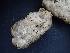  ( - FDS-CA-04410)  @11 [ ] by-nc (2024) Aaron Tupac Fungal Diversity Survey