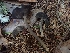  ( - FDS-CA-02510)  @11 [ ] by-nc (2024) Sadie Hickey Fungal Diversity Survey