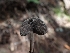  ( - FDS-CA-02510)  @11 [ ] by-nc (2024) Sadie Hickey Fungal Diversity Survey