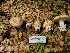  ( - FDS-CA-03513)  @11 [ ] by-nc (2024) Fresno Mycology Society Fungal Diversity Survey