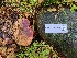  ( - FDS-CA-03514)  @11 [ ] by-nc (2024) Fresno Mycology Society Fungal Diversity Survey
