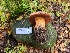  ( - FDS-CA-03514)  @11 [ ] by-nc (2024) Fresno Mycology Society Fungal Diversity Survey