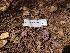  ( - FDS-CA-03515)  @11 [ ] by-nc (2024) Fresno Mycology Society Fungal Diversity Survey