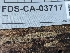 ( - FDS-CA-03717)  @11 [ ] by-nc (2024) Stu Pickell Fungal Diversity Survey
