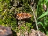  ( - FDS-CA-03723)  @11 [ ] by-nc (2024) Stu Pickell Fungal Diversity Survey