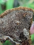  ( - FDS-CA-03723)  @11 [ ] by-nc (2024) Stu Pickell Fungal Diversity Survey
