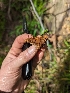  ( - FDS-CA-03723)  @11 [ ] by-nc (2024) Stu Pickell Fungal Diversity Survey