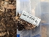  ( - FDS-CA-03712)  @11 [ ] by-nc (2024) Stu Pickell Fungal Diversity Survey