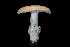  ( - FDS-CA-03513)  @11 [ ] by-nc (2024) Fresno Mycology Society Fungal Diversity Survey