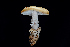  ( - FDS-CA-03513)  @11 [ ] by-nc (2024) Fresno Mycology Society Fungal Diversity Survey