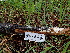  ( - FDS-CA-02388)  @11 [ ] by-nc (2024) Jaren Hockert Fungal Diversity Survey