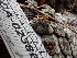  ( - FDS-CA-02386)  @11 [ ] by-nc (2024) Jaren Hockert Fungal Diversity Survey