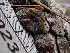  ( - FDS-CA-02386)  @11 [ ] by-nc (2024) Jaren Hockert Fungal Diversity Survey