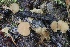  (Rustroemiaceae - FDS-CA-00939)  @11 [ ] by-nc (2024) Taye Bright Fungal Diversity Survey