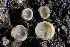  ( - FDS-CA-00948)  @11 [ ] by-nc (2024) Taye Bright Fungal Diversity Survey