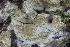  ( - FDS-CA-00951)  @11 [ ] by-nc (2024) Taye Bright Fungal Diversity Survey