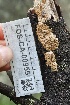  ( - FDS-CA-00955)  @11 [ ] by-nc (2024) Taye Bright Fungal Diversity Survey