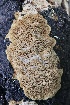  ( - FDS-CA-00955)  @11 [ ] by-nc (2024) Taye Bright Fungal Diversity Survey