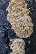  ( - FDS-CA-00955)  @11 [ ] by-nc (2024) Taye Bright Fungal Diversity Survey