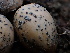  (Gnomoniopsis - FDS-CA-01609)  @11 [ ] c (2024) Rudy Diaz Fungal Diversity Survey