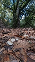  ( - FDS-CA-01769)  @11 [ ] c (2024) Michelle C. Torres-Grant Fungal Diversity Survey