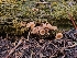  ( - FDS-CA-03516)  @11 [ ] by-nc (2024) Fresno Mycology Society Fungal Diversity Survey